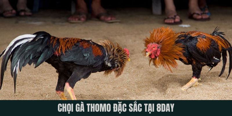 Chọi gà Thomo đặc sắc tại 8DAY