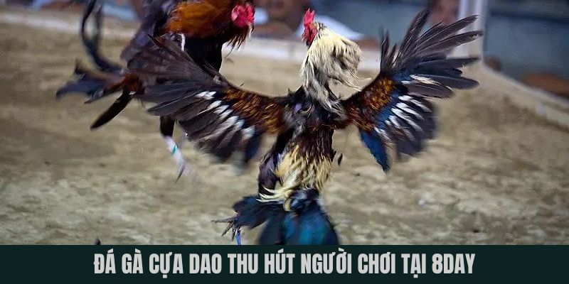 Đá gà cựa dao rất hấp dẫn