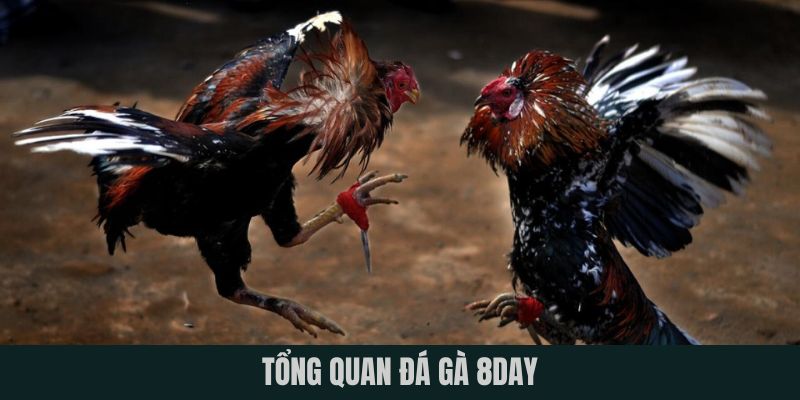 Tổng quan đá gà 8DAY