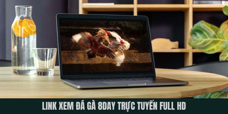 Link xem đá gà 8DAY trực tuyến full HD